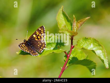 Male Duke of Burgundy butterfly Hamearis lucina at Rodborough Common near Stroud in the Cotswold Hills UK Stock Photo