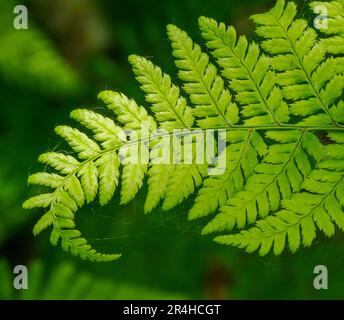 Curling frond of Narrow Buckler Fern Dryopteris carthusiana growing in wet fen woodland at Shapwick Heath on the Somerset Levels UK Stock Photo