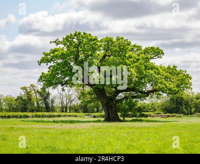 Mature English Oak tree Quercus robur in an open field by the River Thames in Wiltshire UK Stock Photo