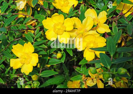Hypericum 'Hidcote' Stock Photo