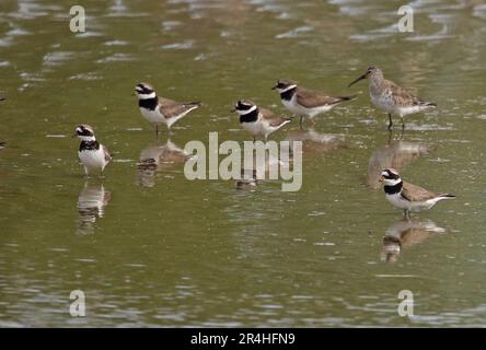 Ringed Plover (Charadrius hiaticula) and Curlew Sandpiper (Calidris ferruginea)  in shallow water  Malaga Province, Andalucia, Spain          April Stock Photo