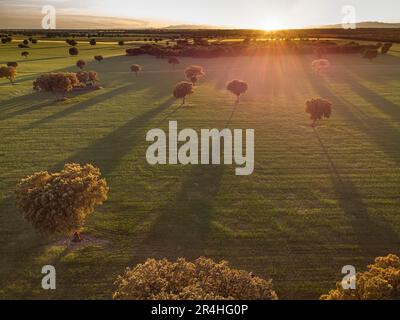 cereal fields with numerous holm oaks, which cast long shadows in the last rays of the evening sun, drone view, aerial point of view Stock Photo