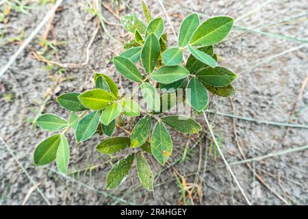 a young peanut tree on the field isolated on a leafy background in the morning. Peanut garden. Peanut leaves Stock Photo