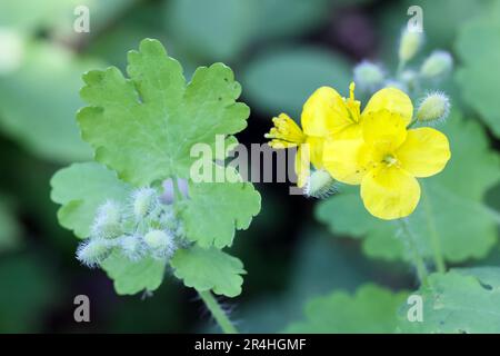 Greater celandine flowering Stock Photo