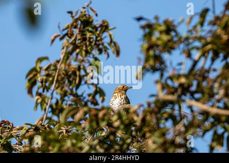Looking up at a song thrush perched in a tree, on a sunny spring day Stock Photo