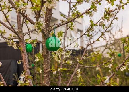 View of green plastic sticky insects traps on apple tree against blue ...