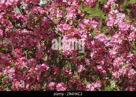 flowering of the japanese wild apple in spring Stock Photo