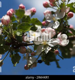 Flowering apple tree. Beautiful delicate large apple tree flowers blossomed on tree branches in the garden in spring, beautiful blue sky background Stock Photo