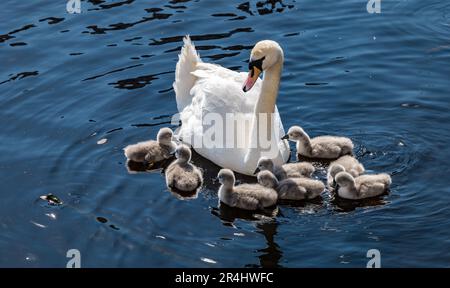 Female mute swan (Cygnus olor) with newly hatched cygnets swimming in river, Water of Leith, Edinburgh, Scotland, UK Stock Photo