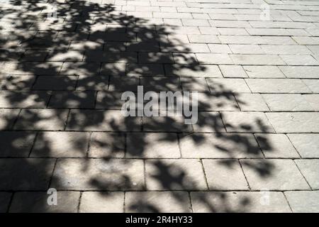 Tree shadow backdrop on the floor for background and inspiration with copy space Stock Photo