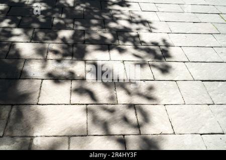 Tree shadow backdrop on the floor for background and inspiration with copy space Stock Photo