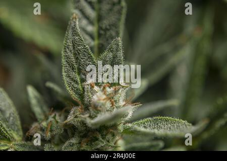 Northern lights variety of marijuana flower with ripened green blossom Stock Photo