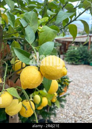 lemons, ripe lemon fruits on tree with selective focus. fresh ripe fruits on branches of a tree with selective focus in a park or florist with copy sp Stock Photo
