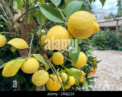 lemons, ripe lemon fruits on tree with selective focus. fresh ripe fruits on branches of a tree with selective focus in a park or florist with copy sp Stock Photo