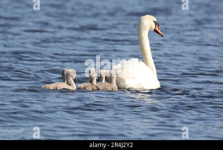 Mother mute swan swimming with five cygnets on a blue lake in Spring Stock Photo