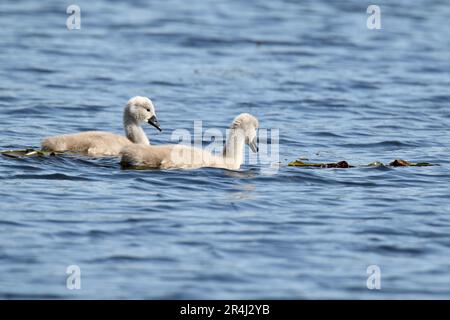 Mute swan cygnets swimming on a blue lake in Spring Stock Photo