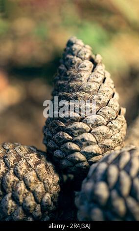 Close up of an autumnal image of three dry pine cones in the forest. Stock Photo