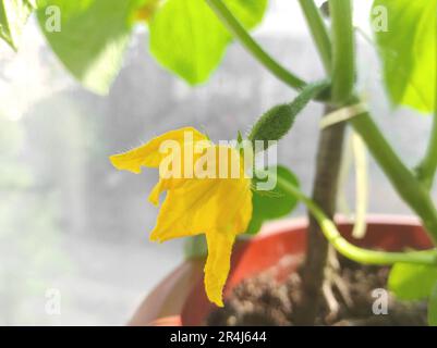 A small green cucumber with a yellow flower grows on a balcony in a flower pot close-up. Home garden on the balcony. Healthy food concept Stock Photo