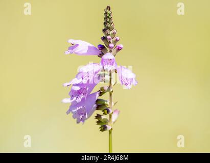 A flowering obedient plant, physostegia virginiana flowering with multiple buds at the top of the stalk. Stock Photo