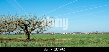 blossoming fruit trees and grazing cows in betuwe near tiel and geldermalsen Stock Photo