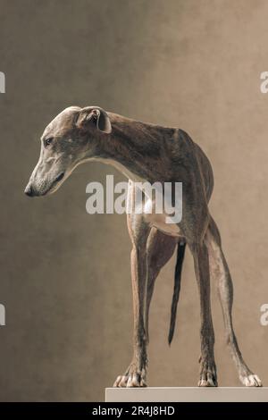 adorable greyhound dog with skinny legs sitting and looking down in ...