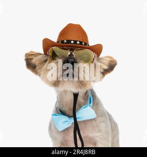 curious little yorkie dog wearing cowboy hat, sunglasses and bowtie while sitting on white background Stock Photo