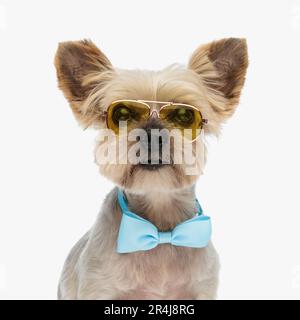 sweet yorkie dog with elegant blue bowtie and sunglasses looking forward and sitting on white background Stock Photo