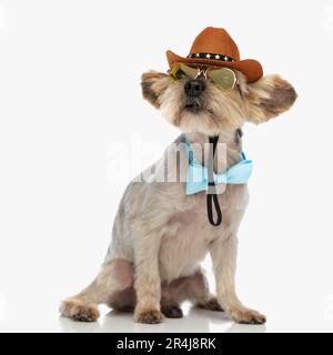 adorable yorkie dog wearing cowboy hat, sunglasses and bowtie, looking up side and sitting on white background Stock Photo