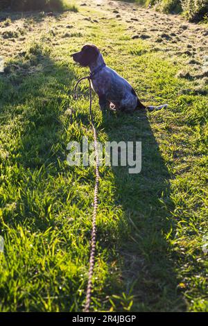 A young chocolate roan cocker spaniel puppy at sunrise in a field in Scotland. Stock Photo