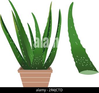 Aloevera Realistic vector illustration, aloe vera vector plant in top Stock Vector