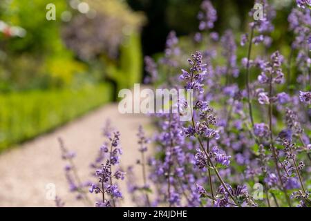 Purple spikes of Nepeta Racemosa catmint catnip growing next to a path in a garden in Hartley Wintney, Hampshire, UK. Stock Photo