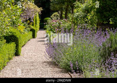 Purple spikes of Nepeta Racemosa catmint catnip growing next to a path in a garden in Hartley Wintney, Hampshire, UK. Stock Photo