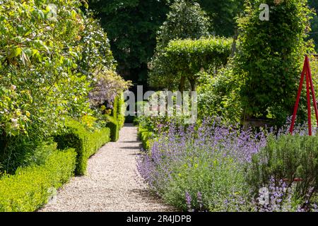 Purple spikes of Nepeta Racemosa catmint catnip growing next to a path in a garden in Hartley Wintney, Hampshire, UK. Stock Photo