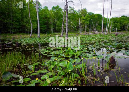 A eutrophic beaver created pond in Pennsylvania's Pocono Mountains. Stock Photo