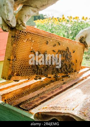 Beekeeper removing honeycomb from beehive. Person in beekeeper suit taking honey from hive. Farmer wearing bee suit working with honeycomb in apiary Stock Photo