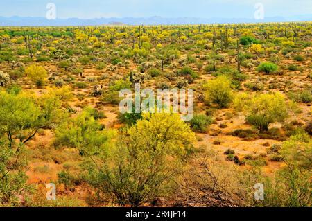 The Vast Sonora desert in central Arizona USA on a early Spring morningPalo Verde Trees in bloom Stock Photo