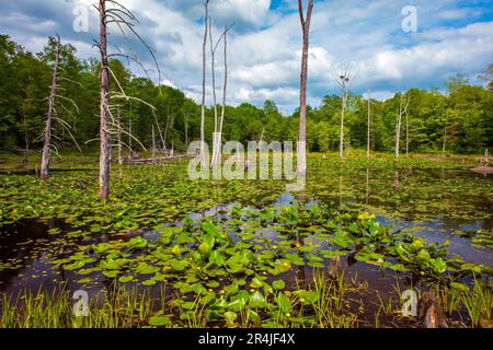 A eutrophic beaver created pond in Pennsylvania's Pocono Mountains. Stock Photo