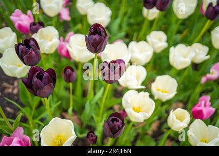 Multicolored blooming field of different varieties of tulips. Natural ...