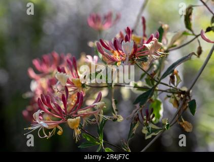 Stunning pink lemonade honeysuckle climbing plant growing in West Green House garden in Hampshire, UK Stock Photo