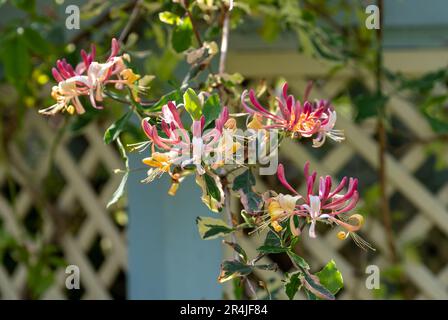 Stunning pink lemonade honeysuckle climbing plant growing in West Green House garden in Hampshire, UK Stock Photo