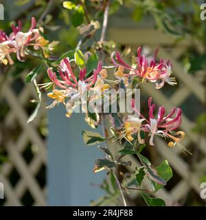 Stunning pink lemonade honeysuckle climbing plant growing in West Green House garden in Hampshire, UK Stock Photo