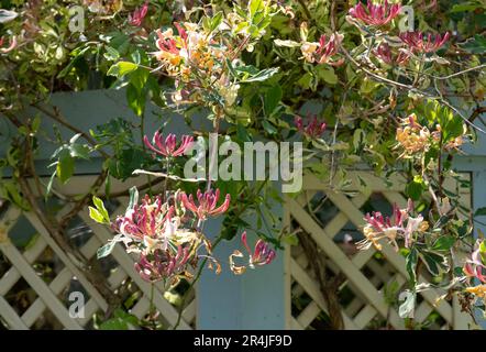 Stunning pink lemonade honeysuckle climbing plant growing in West Green House garden in Hampshire, UK Stock Photo