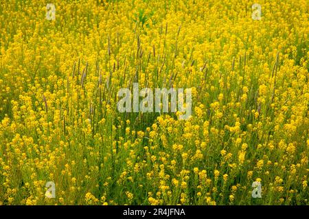 Tower Mustard and Timothy grass growing in Pennsylvania's Pocono Mountains. Stock Photo