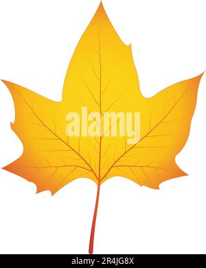 Autumn leaf colour Maple leaf Vector Illustration Stock Vector
