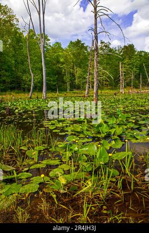 A eutrophic beaver created pond in Pennsylvania's Pocono Mountains. Stock Photo