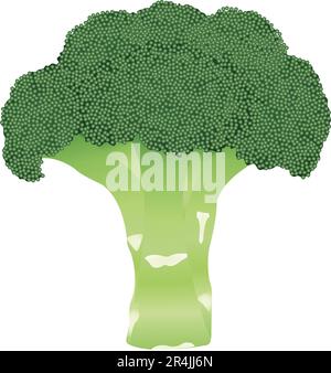 Cauliflower realistic vector illustration Stock Vector