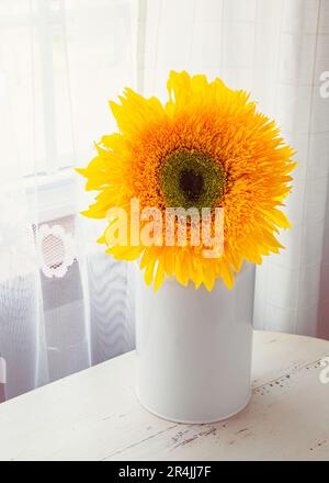 Single fluffy sunflower in a milk can on a table. Stock Photo