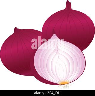 Onion vegetable realistic vector Illustration Stock Vector