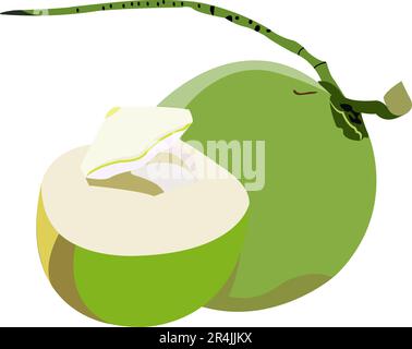 Health and Nutrition Benefits of coconut, coconut fruit vector illustrations Stock Vector