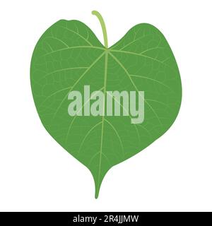 Giloy leaf organic green leaf Giloy tinospora cordifolia tinospora cordi folia leaf herbs herbal herbs leaf Stock Vector
